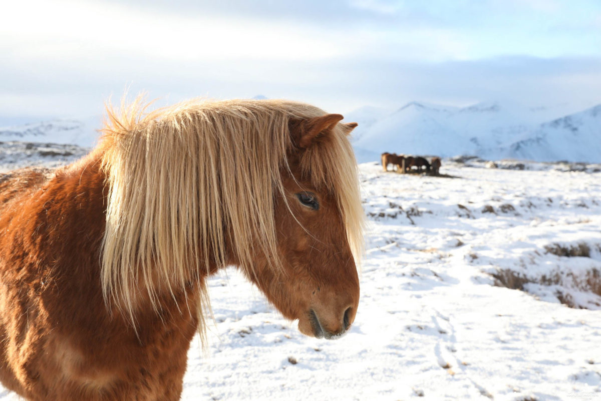 chevaux islandais en hiver snaefellsnes