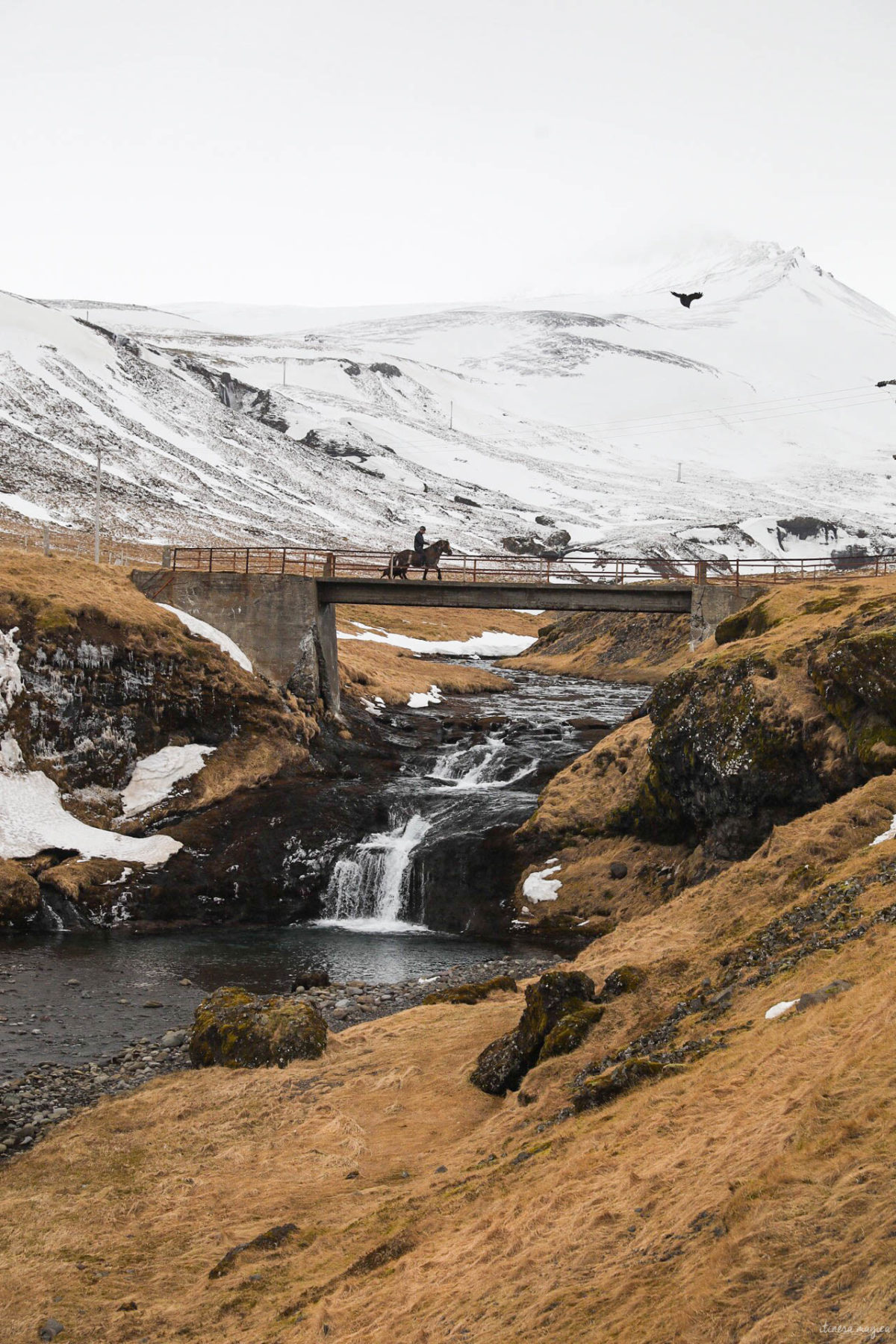 chevaux islandais en hiver snaefellsnes