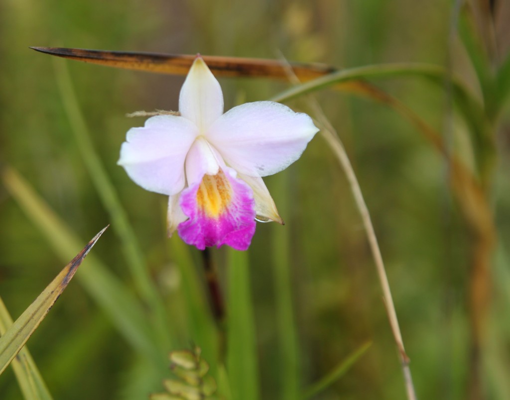 Orchidée sauvage.