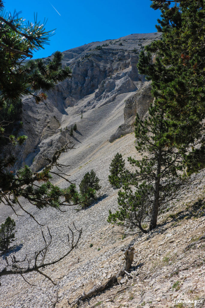 Le Mont Ventoux est le gardien de Provence, royaume du mistral et des pierres blanches. Cerisiers et secrets du Ventoux, itinéraires et voyage en photos. 