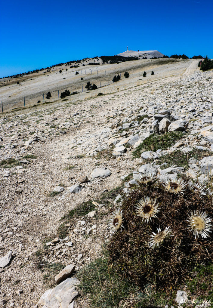 Le Mont Ventoux est le gardien de Provence, royaume du mistral et des pierres blanches. Cerisiers et secrets du Ventoux, itinéraires et voyage en photos.