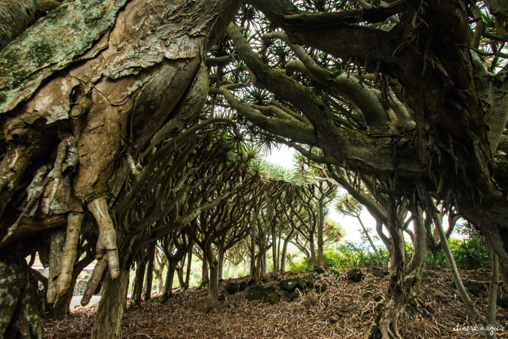 jardin aux dragonniers pico