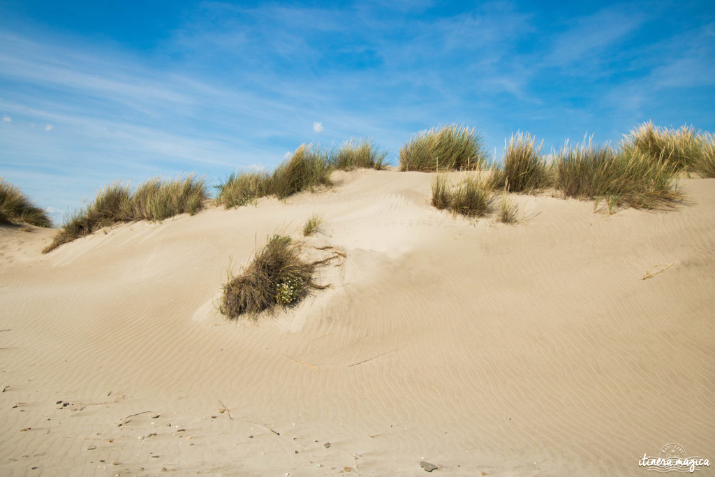 Camargue