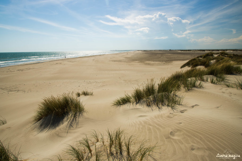 Camargue