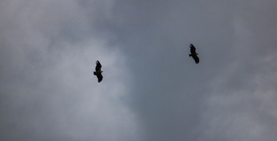 Vultures in the grey sky.