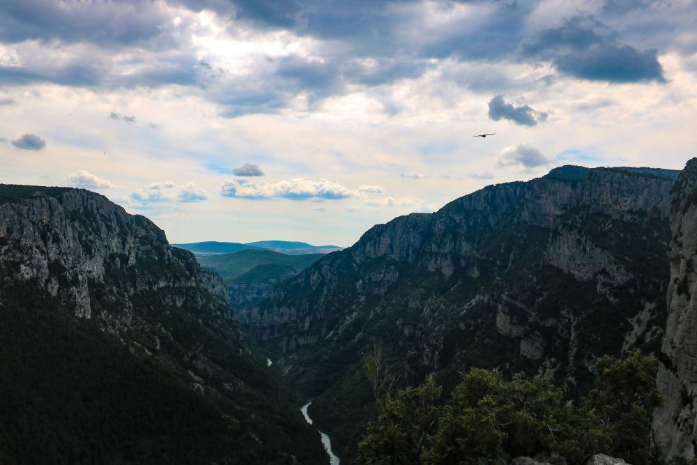 Vultures flying above the canyon.