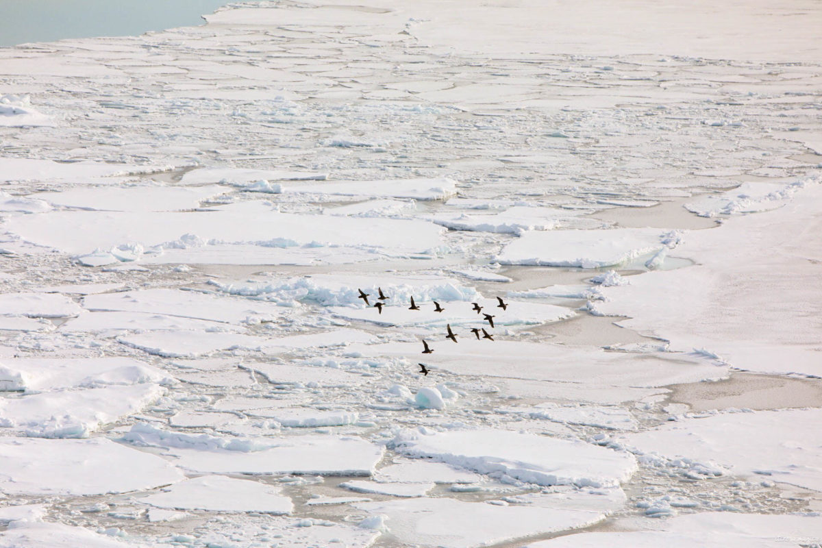 Voyage à Ilulissat et ses icebergs géants. Un incontournable lors d'un voyage au Groenland. De Paris à Ilulissat, un dépaysement total. Hôtel Ilulissat. Blog Ilulissat. Voyage Ilulissat icebergs Ilulissat