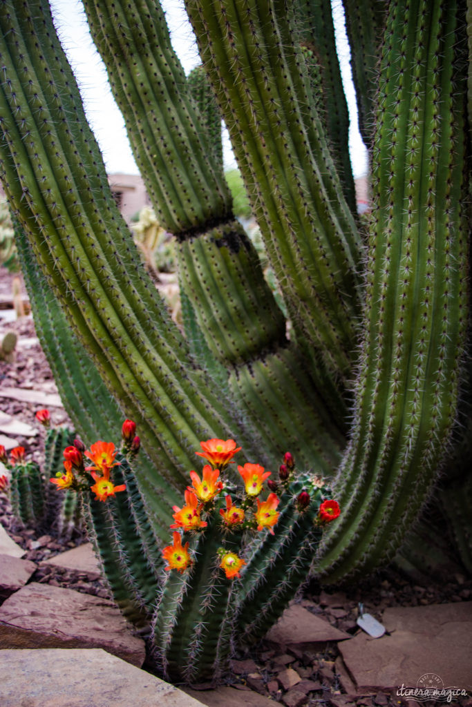 Cactus, crotales et coyotes : le désert d'Arizona regorge de créatures extraordinaires. Rencontrez les Saguaro, les serpents à sonnette et les colibris sur Itinera Magica !