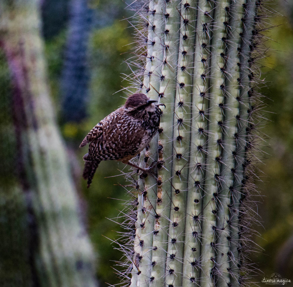 Cactus, crotales et coyotes : le désert d'Arizona regorge de créatures extraordinaires. Rencontrez les Saguaro, les serpents à sonnette et les colibris sur Itinera Magica !