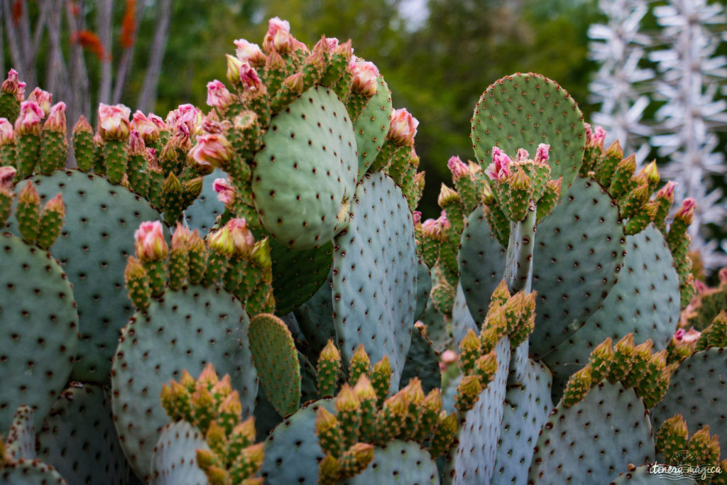 Cactus, crotales et coyotes : le désert d'Arizona regorge de créatures extraordinaires. Rencontrez les Saguaro, les serpents à sonnette et les colibris sur Itinera Magica !