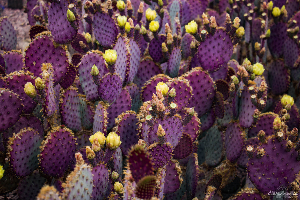 Cactus, crotales et coyotes : le désert d'Arizona regorge de créatures extraordinaires. Rencontrez les Saguaro, les serpents à sonnette et les colibris sur Itinera Magica !