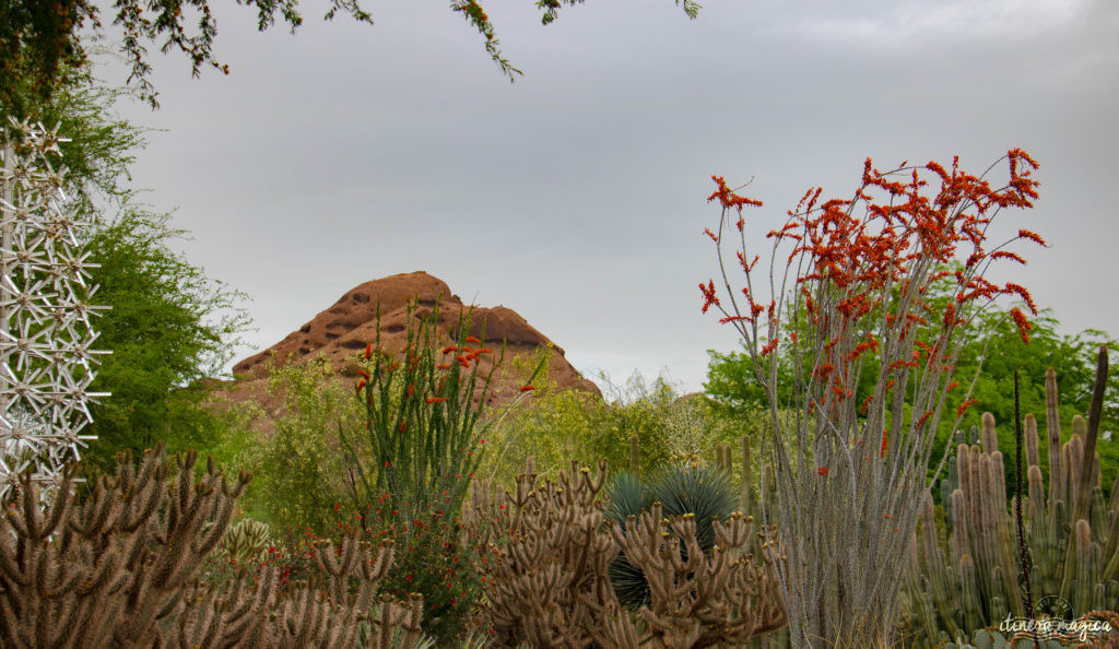 Cactus, crotales et coyotes : le désert d'Arizona regorge de créatures extraordinaires. Rencontrez les Saguaro, les serpents à sonnette et les colibris sur Itinera Magica !