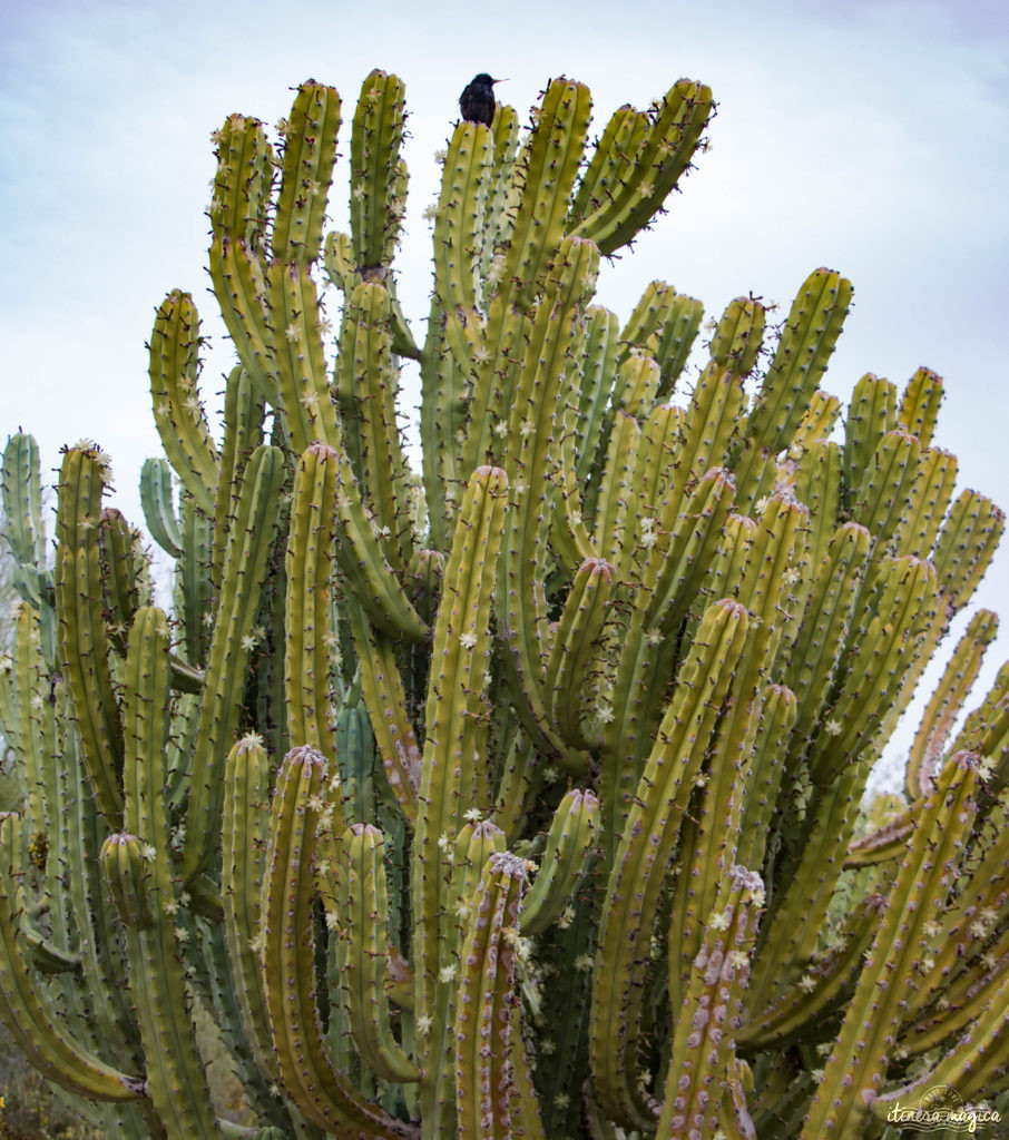 Cactus, crotales et coyotes : le désert d'Arizona regorge de créatures extraordinaires. Rencontrez les Saguaro, les serpents à sonnette et les colibris sur Itinera Magica !