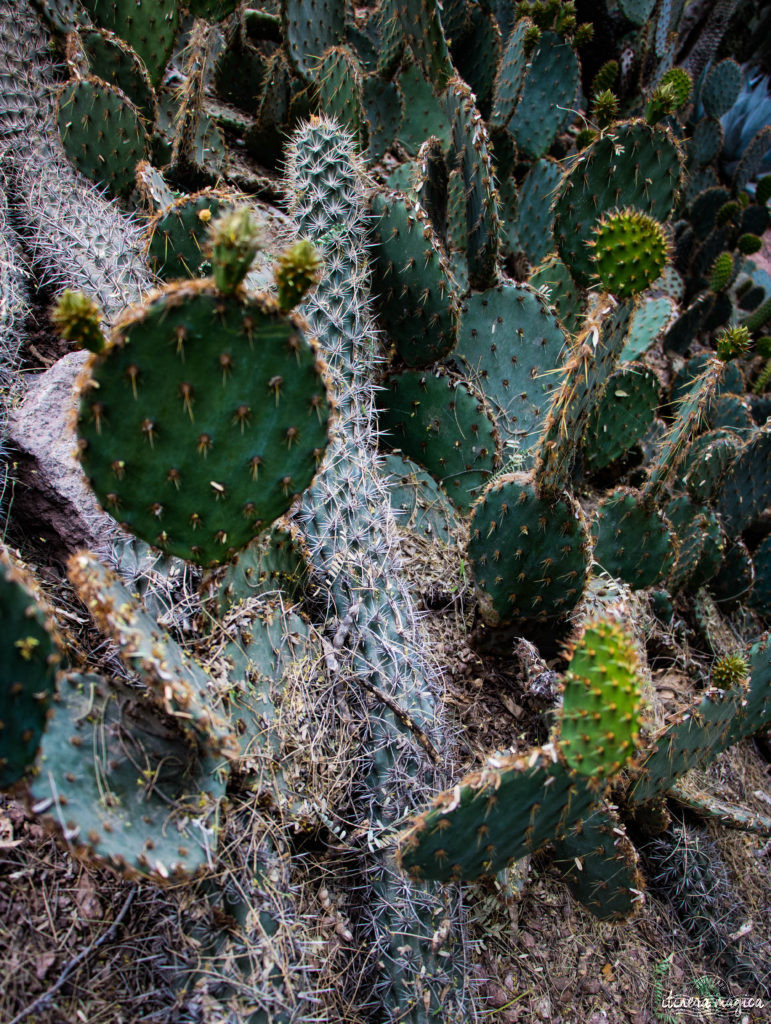 Cactus, crotales et coyotes : le désert d'Arizona regorge de créatures extraordinaires. Rencontrez les Saguaro, les serpents à sonnette et les colibris sur Itinera Magica !