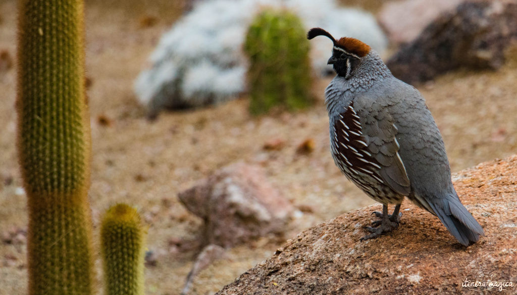 Cactus, crotales et coyotes : le désert d'Arizona regorge de créatures extraordinaires. Rencontrez les Saguaro, les serpents à sonnette et les colibris sur Itinera Magica !