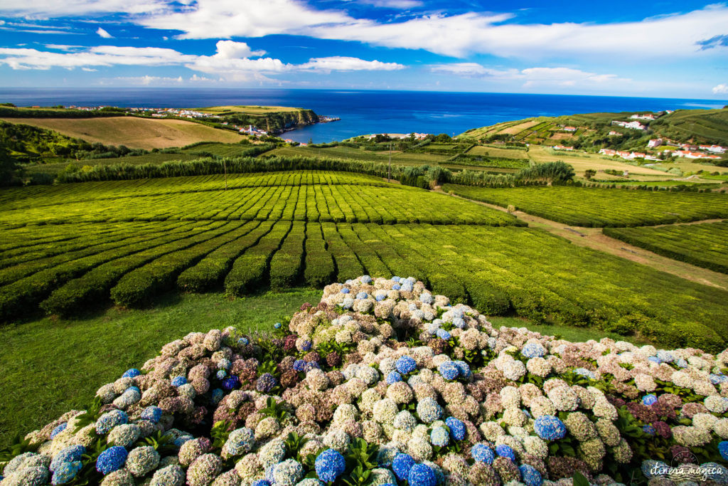 Vous ne connaissez pas les Açores? Une grande histoire d'amour vous attend. Découvrez le diamant de l'Atlantique, entre volcans, vagues et jardins. Que faire aux Açores, que voir ? Tout sur Itinera Magica, blog de voyage amoureux des lointains.