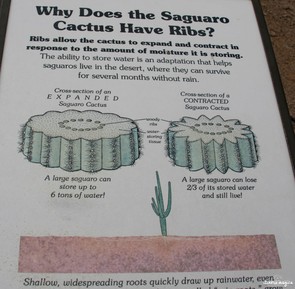 Cactus, crotales et coyotes : le désert d'Arizona regorge de créatures extraordinaires. Rencontrez les Saguaro, les serpents à sonnette et les colibris sur Itinera Magica !