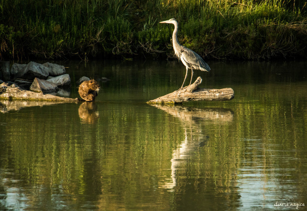 Camargue