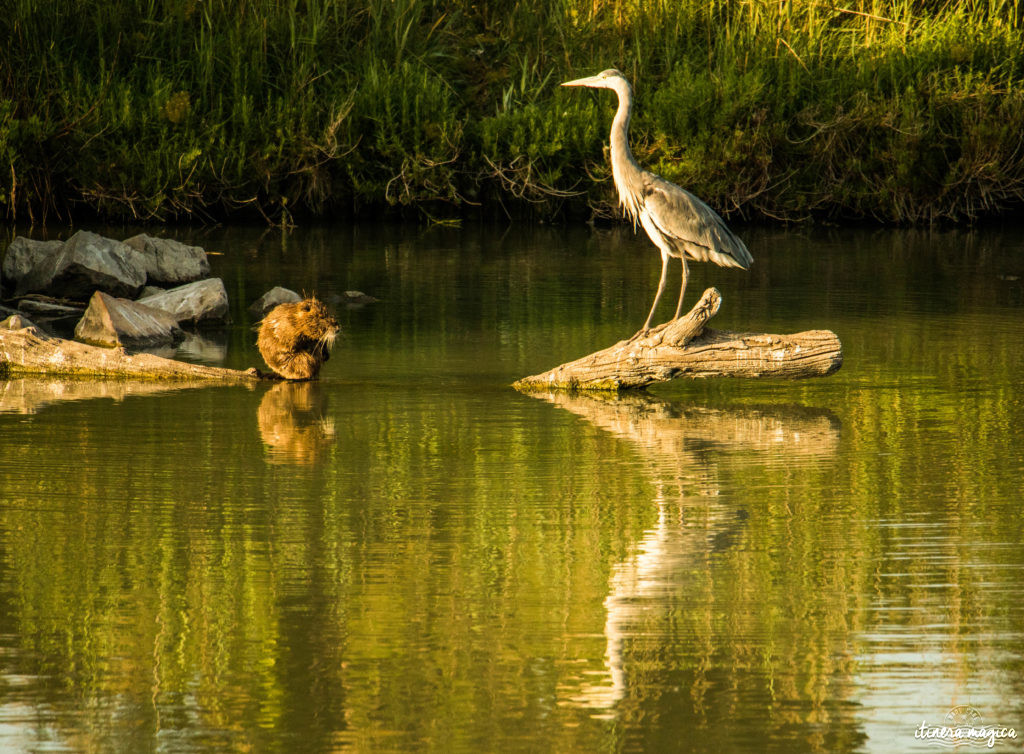 Où voir les flamants roses en Camargue ? Les plus beaux couchers de soleil ? Que voir en Camargue ? Blog photo #Camargue