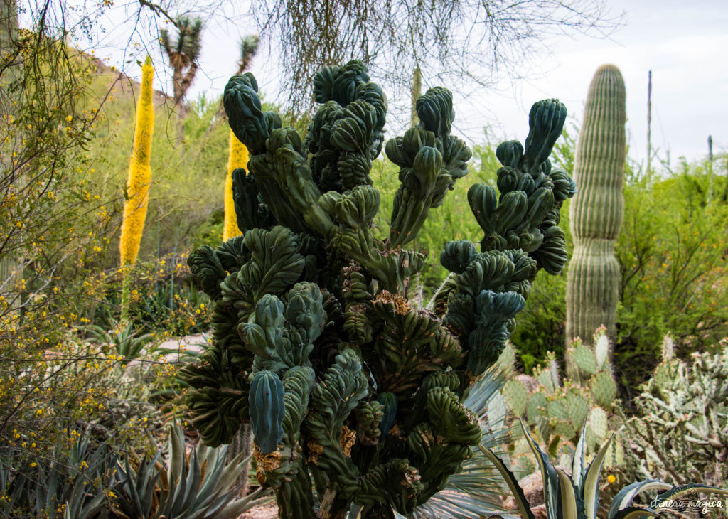 Cactus, crotales et coyotes : le désert d'Arizona regorge de créatures extraordinaires. Rencontrez les Saguaro, les serpents à sonnette et les colibris sur Itinera Magica !