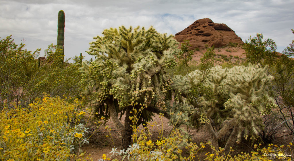 Cactus, crotales et coyotes : le désert d'Arizona regorge de créatures extraordinaires. Rencontrez les Saguaro, les serpents à sonnette et les colibris sur Itinera Magica !