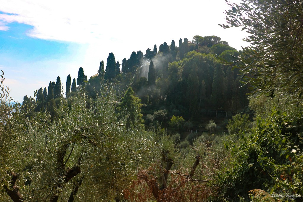 Feux de bois sur les hauteurs de Portofino, cyprès, oliviers et brume antique.