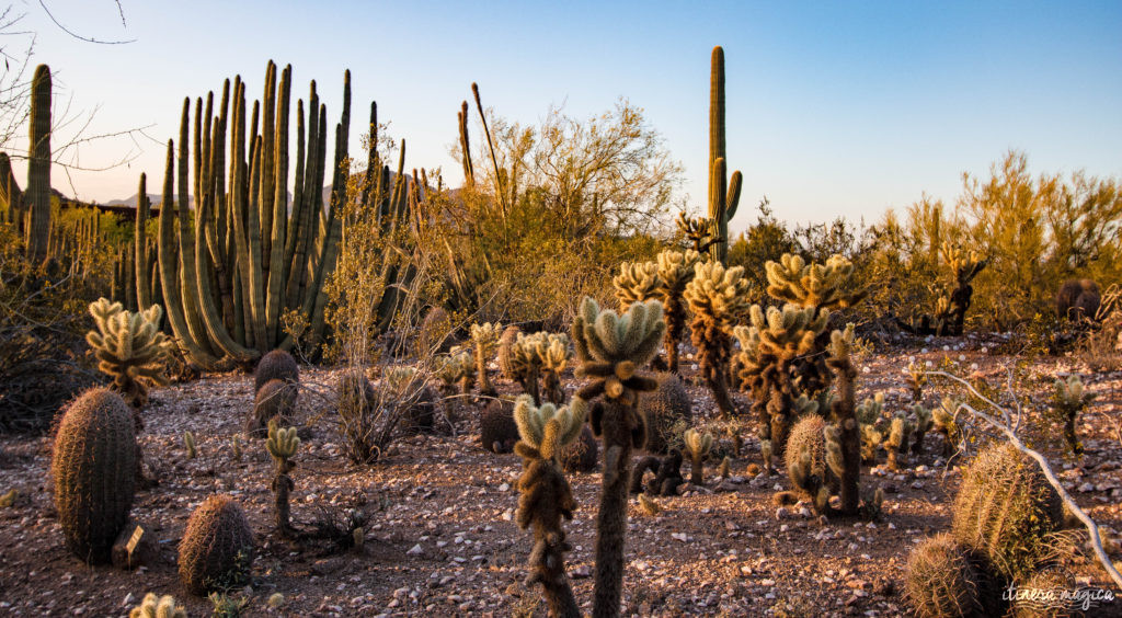 Cactus, crotales et coyotes : le désert d'Arizona regorge de créatures extraordinaires. Rencontrez les Saguaro, les serpents à sonnette et les colibris sur Itinera Magica !