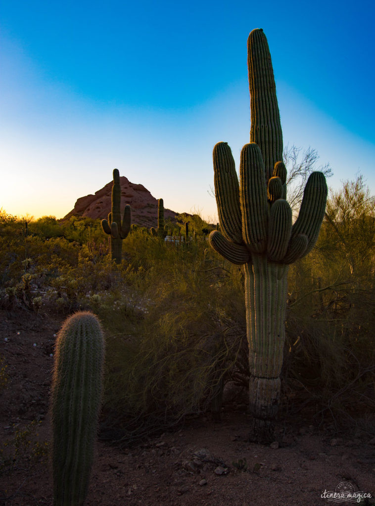 Cactus, crotales et coyotes : le désert d'Arizona regorge de créatures extraordinaires. Rencontrez les Saguaro, les serpents à sonnette et les colibris sur Itinera Magica !