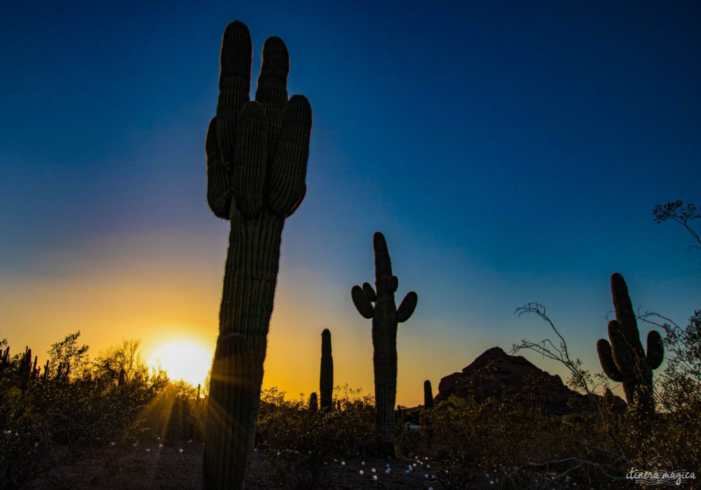 Cactus, crotales et coyotes : le désert d'Arizona regorge de créatures extraordinaires. Rencontrez les Saguaro, les serpents à sonnette et les colibris sur Itinera Magica !