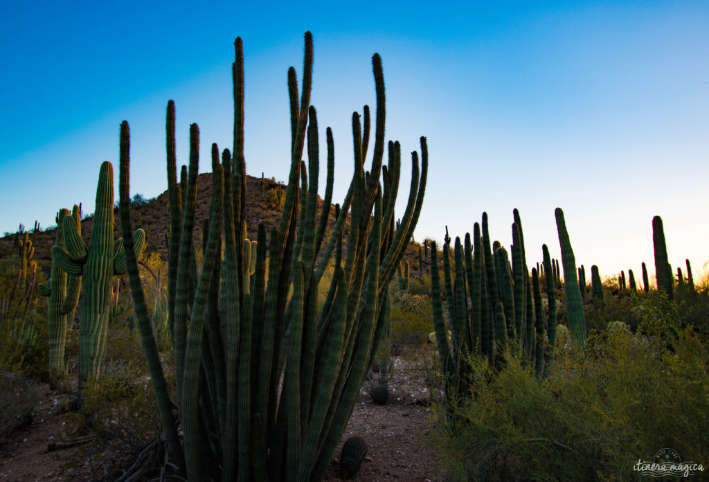 Cactus, crotales et coyotes : le désert d'Arizona regorge de créatures extraordinaires. Rencontrez les Saguaro, les serpents à sonnette et les colibris sur Itinera Magica !