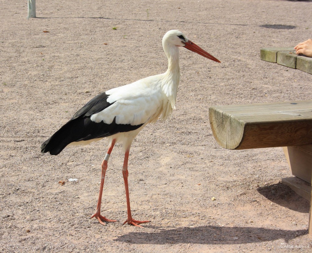 vogel storch elsass