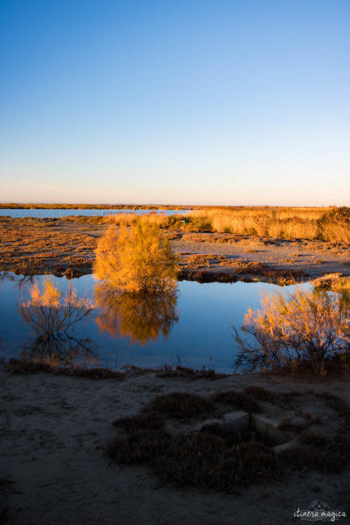 La Camargue en hiver. Soleil couchant sur les marais aux Saintes Maries de la Mer