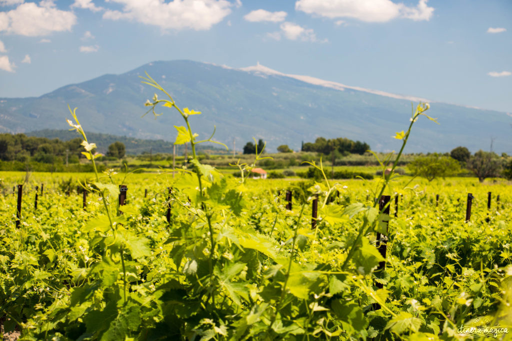 Découvrir le Vaucluse à vélo : au coeur de la Provence, entre Ventoux et Dentelles.