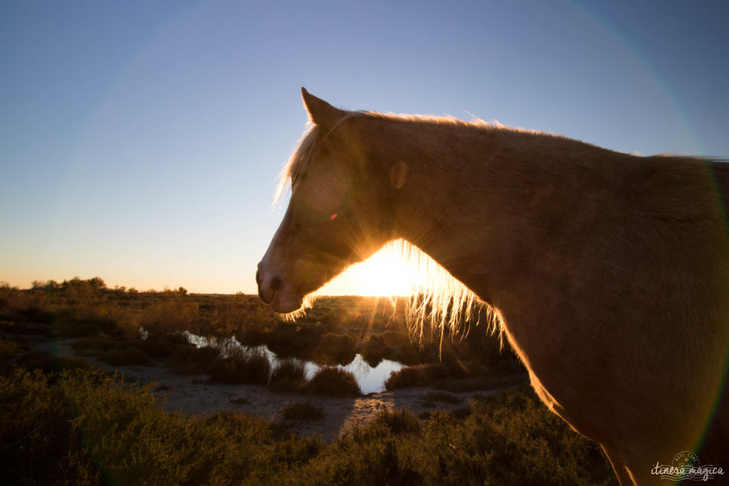 Noël en Camargue, que faire en Camargue en hiver, Saintes Maries de la Mer, chevaux de Camargue en hiver