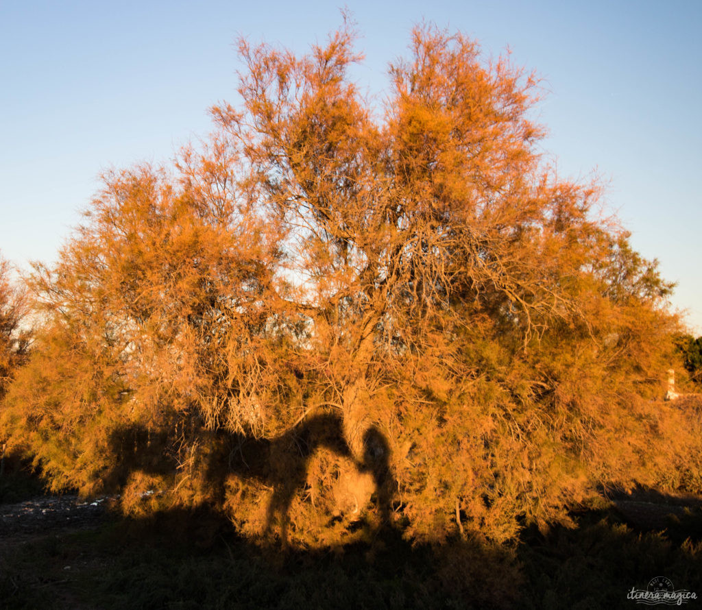 Noël en Camargue, que faire en Camargue en hiver, Saintes Maries de la Mer, chevaux de Camargue en hiver