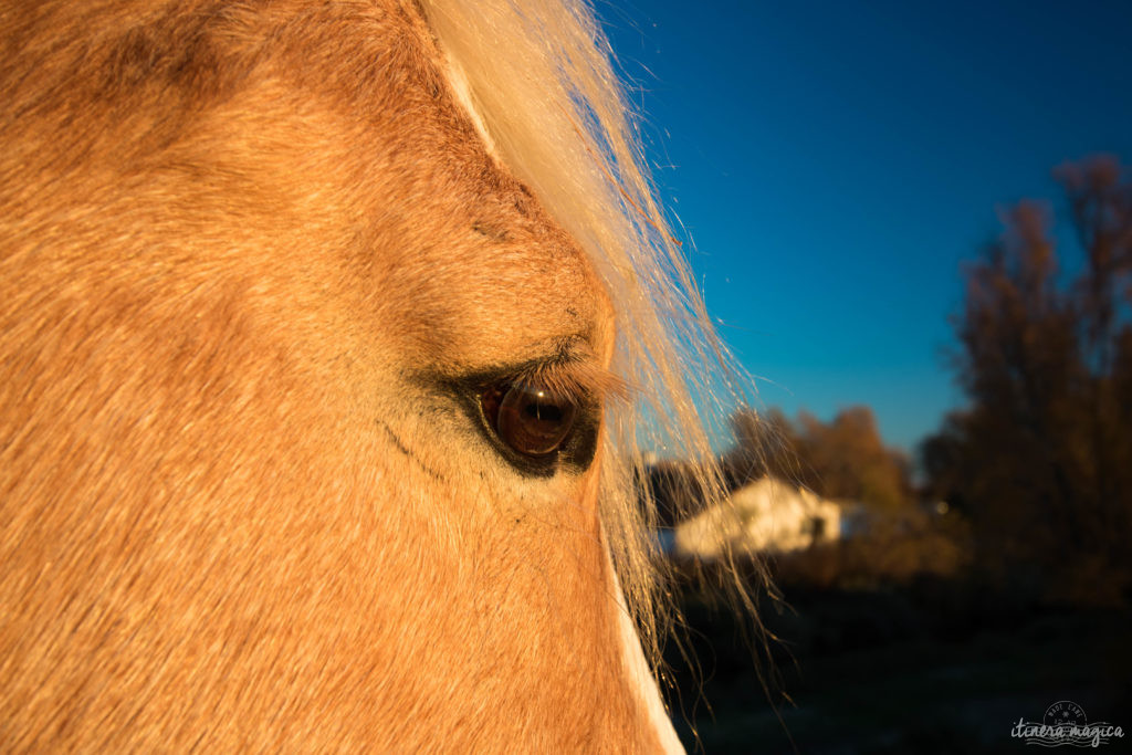 Cheval palomino en Camargue. Noël en Camargue, que faire en Camargue en hiver, Saintes Maries de la Mer, chevaux de Camargue en hiver