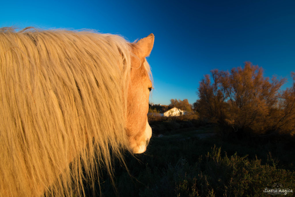 Noël en Camargue, que faire en Camargue en hiver, Saintes Maries de la Mer, chevaux de Camargue en hiver