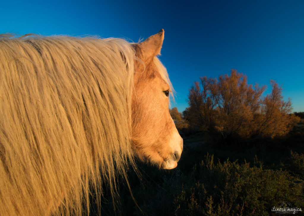 Noël en Camargue, que faire en Camargue en hiver, Saintes Maries de la Mer, chevaux de Camargue en hiver