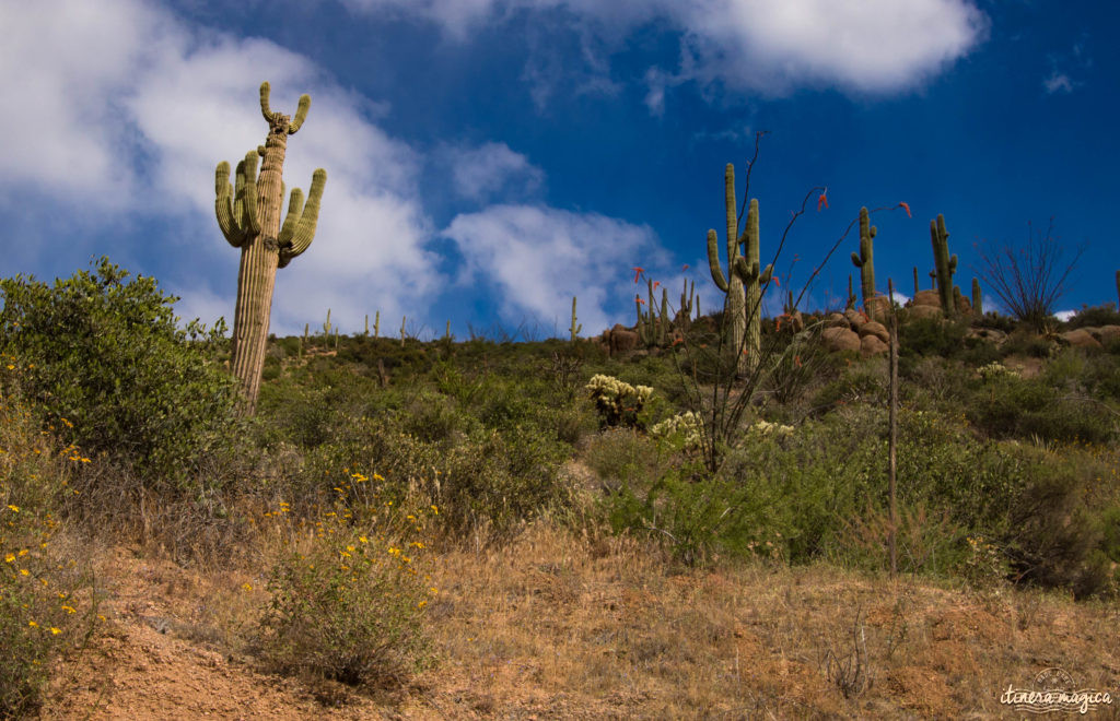 Cactus, crotales et coyotes : le désert d'Arizona regorge de créatures extraordinaires. Rencontrez les Saguaro, les serpents à sonnette et les colibris sur Itinera Magica !