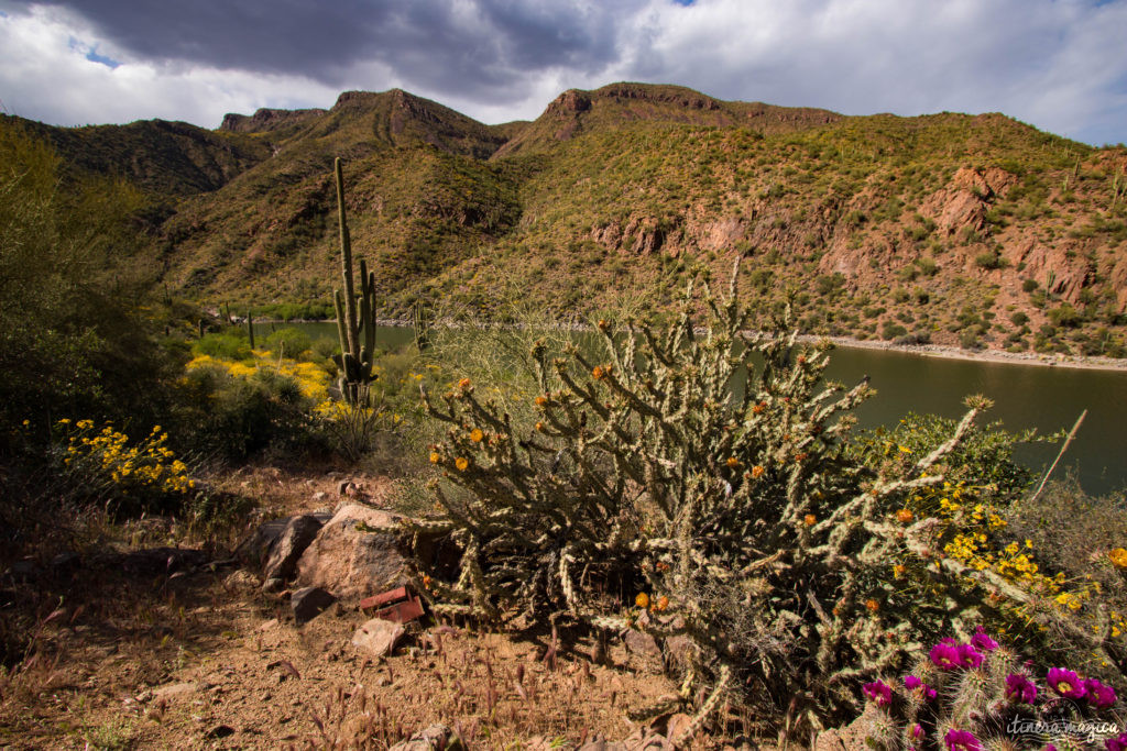 L'Apache Trail ? Une piste aussi mythique que la route 66, qui serpente dans le désert d'Arizona, et charrie toute la légende de l'Ouest ! Partez pour un road trip au pays des cactus, avec Itinera Magica.