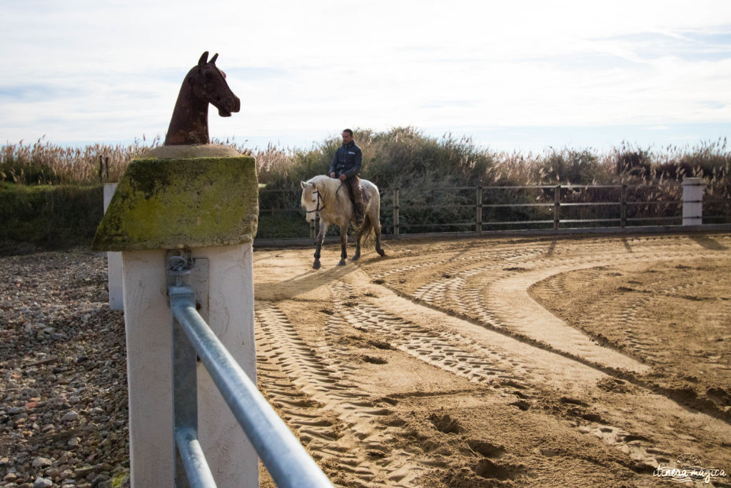 Noël en Camargue, que faire en Camargue en hiver, Saintes Maries de la Mer, chevaux de Camargue en hiver