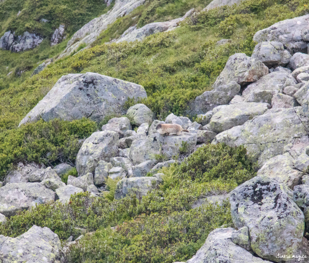 Marmotte à Chamonix