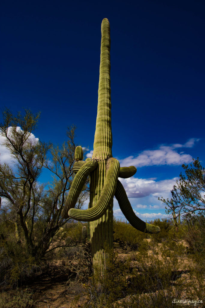 Cactus, crotales et coyotes : le désert d'Arizona regorge de créatures extraordinaires. Rencontrez les Saguaro, les serpents à sonnette et les colibris sur Itinera Magica !