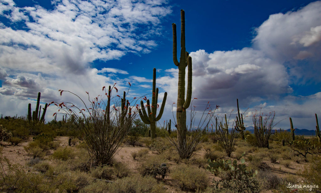 Cactus, crotales et coyotes : le désert d'Arizona regorge de créatures extraordinaires. Rencontrez les Saguaro, les serpents à sonnette et les colibris sur Itinera Magica !