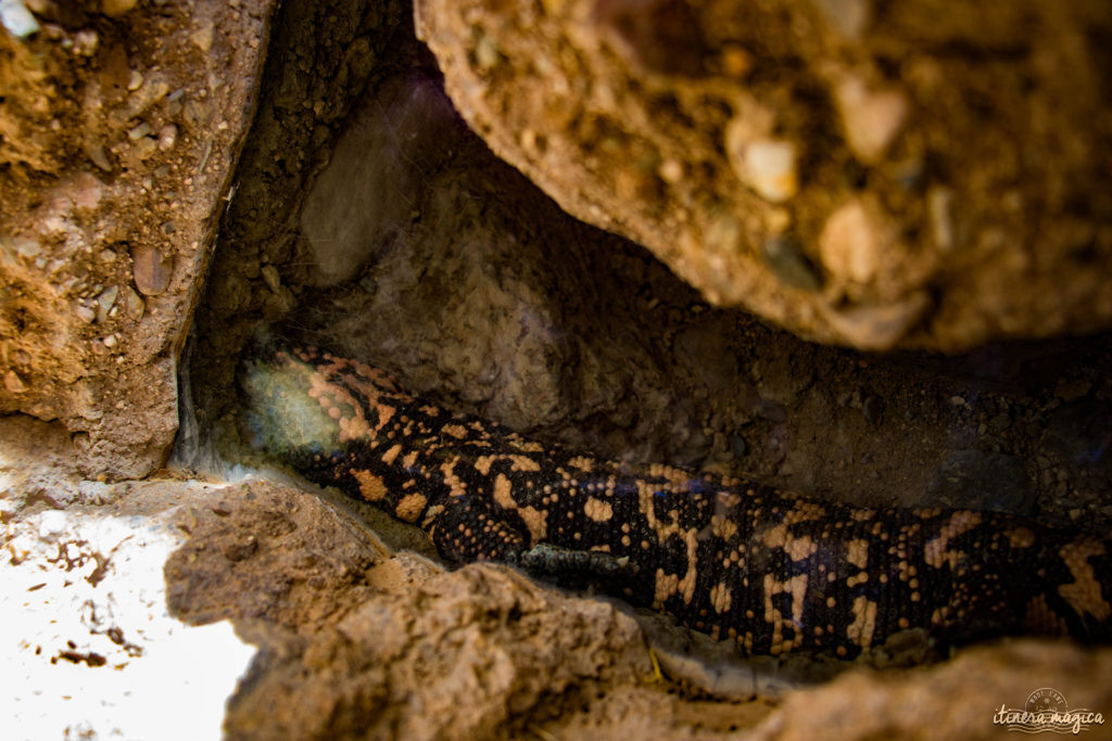 Cactus, crotales et coyotes : le désert d'Arizona regorge de créatures extraordinaires. Rencontrez les Saguaro, les serpents à sonnette et les colibris sur Itinera Magica !