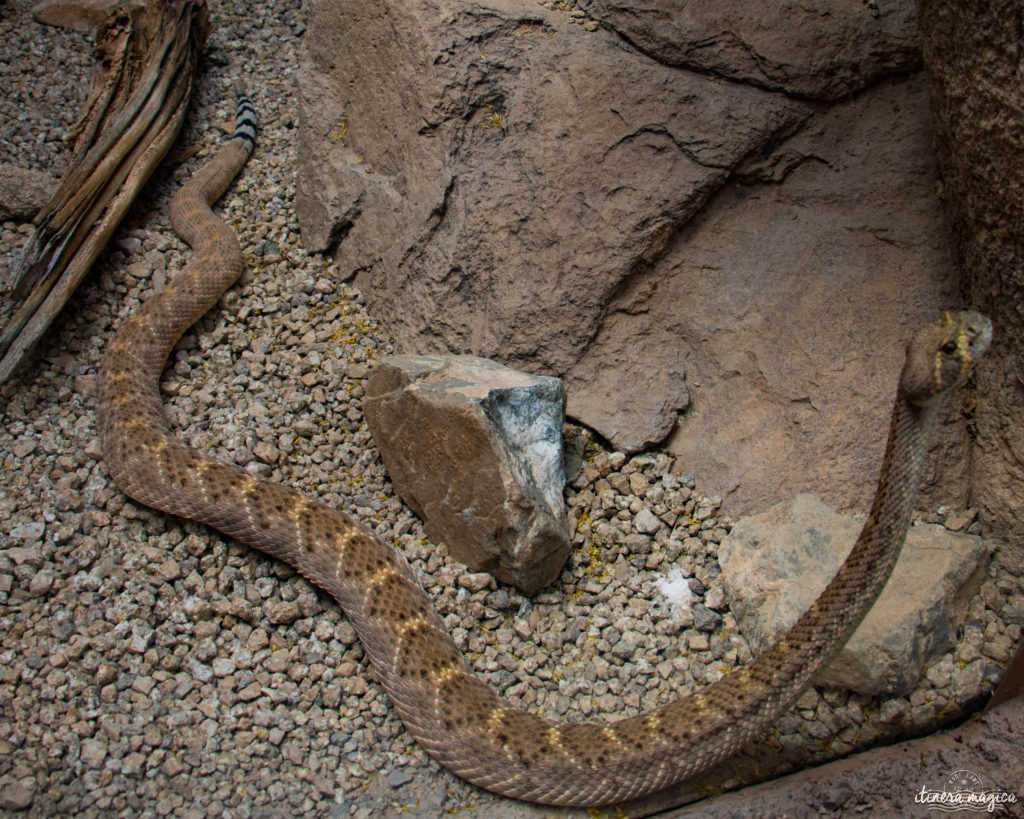 Cactus, crotales et coyotes : le désert d'Arizona regorge de créatures extraordinaires. Rencontrez les Saguaro, les serpents à sonnette et les colibris sur Itinera Magica !