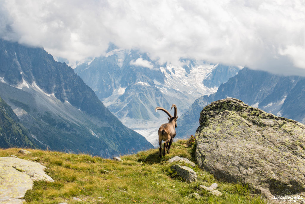 Où voir des bouquetins dans les Alpes ? A Chamonix