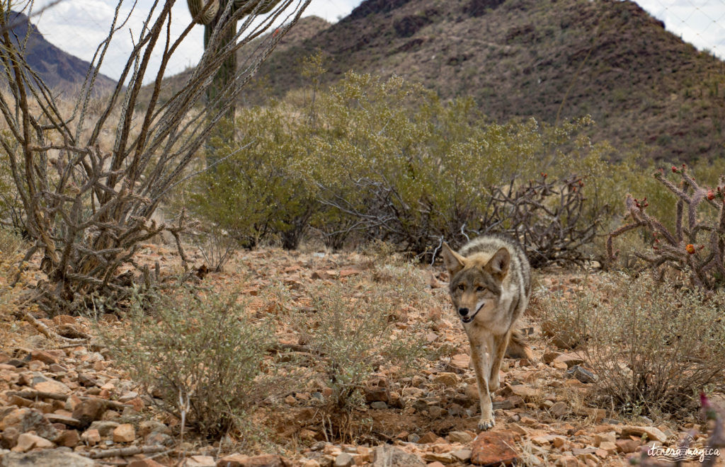 Cactus, crotales et coyotes : le désert d'Arizona regorge de créatures extraordinaires. Rencontrez les Saguaro, les serpents à sonnette et les colibris sur Itinera Magica !