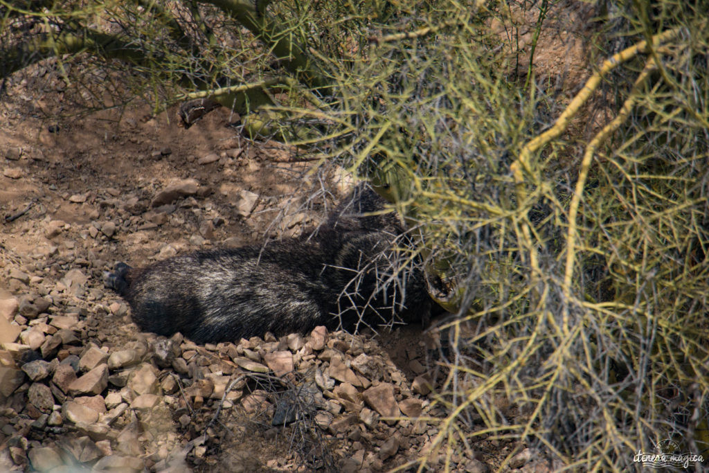 Cactus, crotales et coyotes : le désert d'Arizona regorge de créatures extraordinaires. Rencontrez les Saguaro, les serpents à sonnette et les colibris sur Itinera Magica !