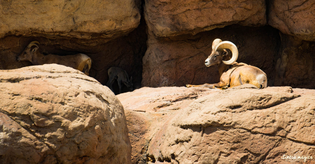 Cactus, crotales et coyotes : le désert d'Arizona regorge de créatures extraordinaires. Rencontrez les Saguaro, les serpents à sonnette et les colibris sur Itinera Magica !